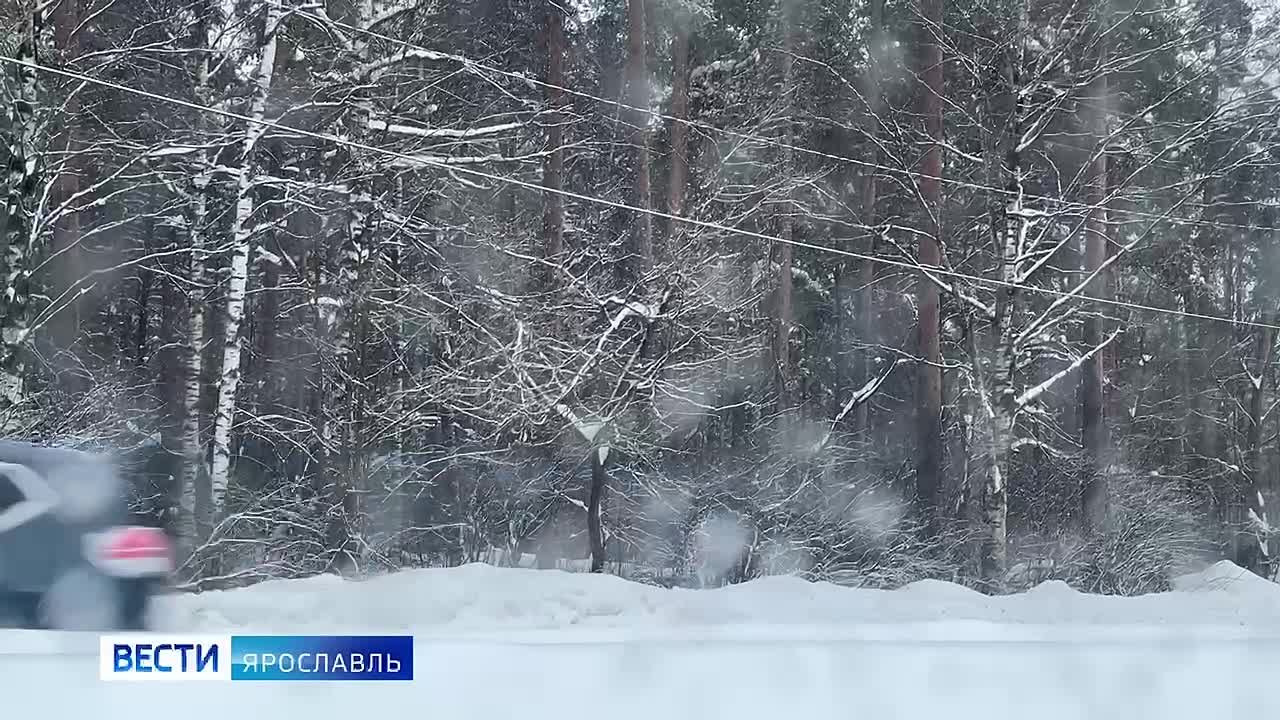 В Ярославской области сохранится непогода: жителей предупреждают о снегопаде и метели