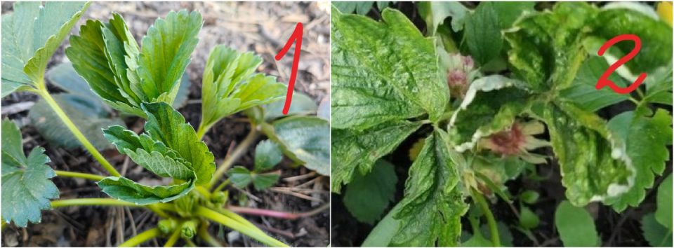 ��� �������� �������� �� ����������: ������ � ��������