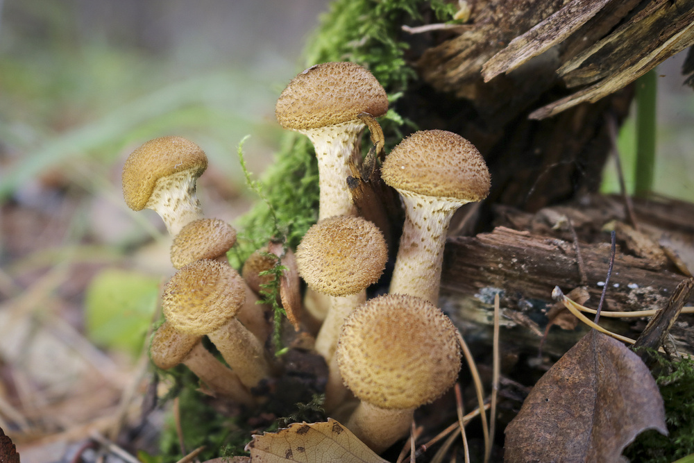 Секреты лесных даров: съедобные грибы с коричневыми шляпками