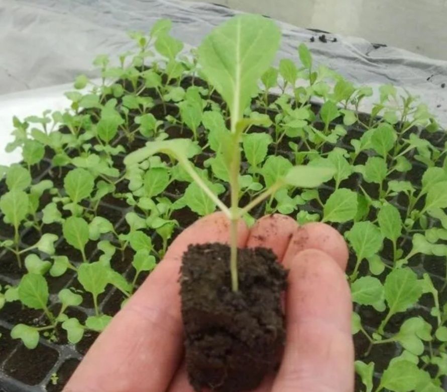 ��� ���������� � ������������� �������� �������: ������ ������ � ������