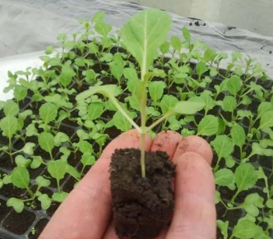 Как справиться с перерастающей рассадой капусты: важные советы и методы