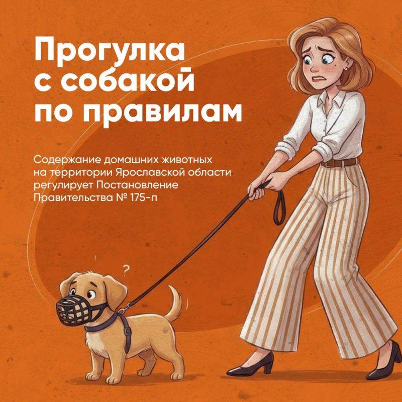 Собаку нужно выгуливать по правилам