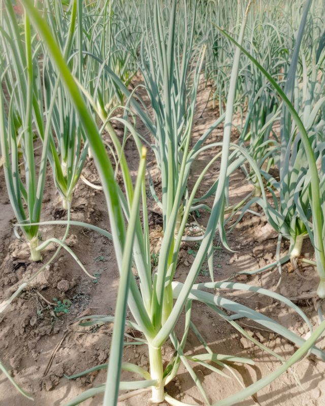 ��� �������� ���������� ������ ����: �������, ������� ������ ������� ����