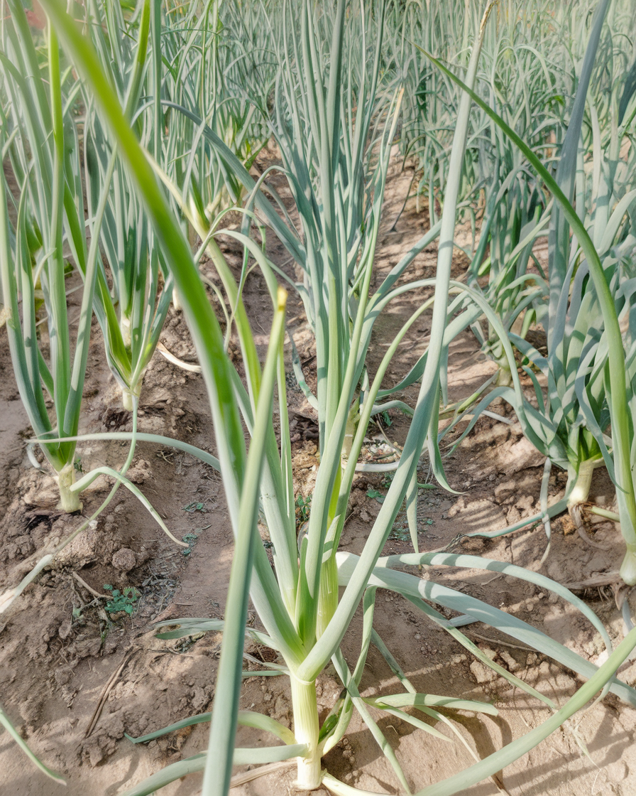 Как добиться идеального урожая лука: секреты, которые меняют правила игры