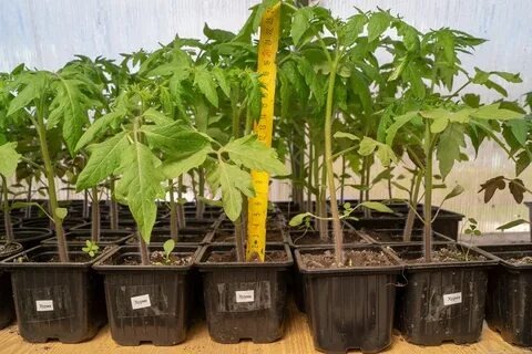 Как предотвратить переросшую рассаду: советы для огородников