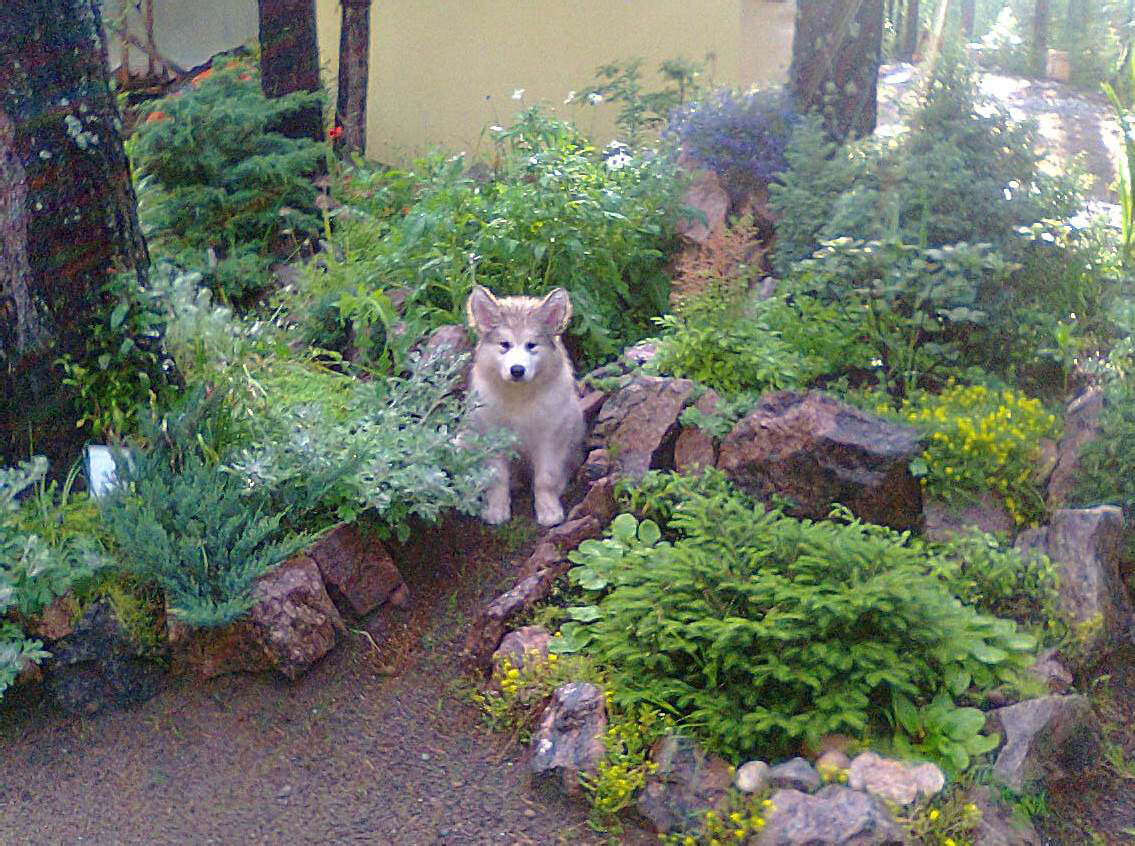 Маламуты: Три выдающиеся особенности, которые удивляют даже опытных собаководов