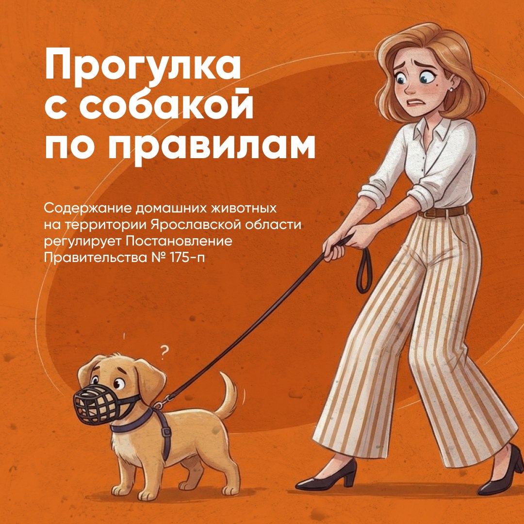 Собаку нужно выгуливать по правилам