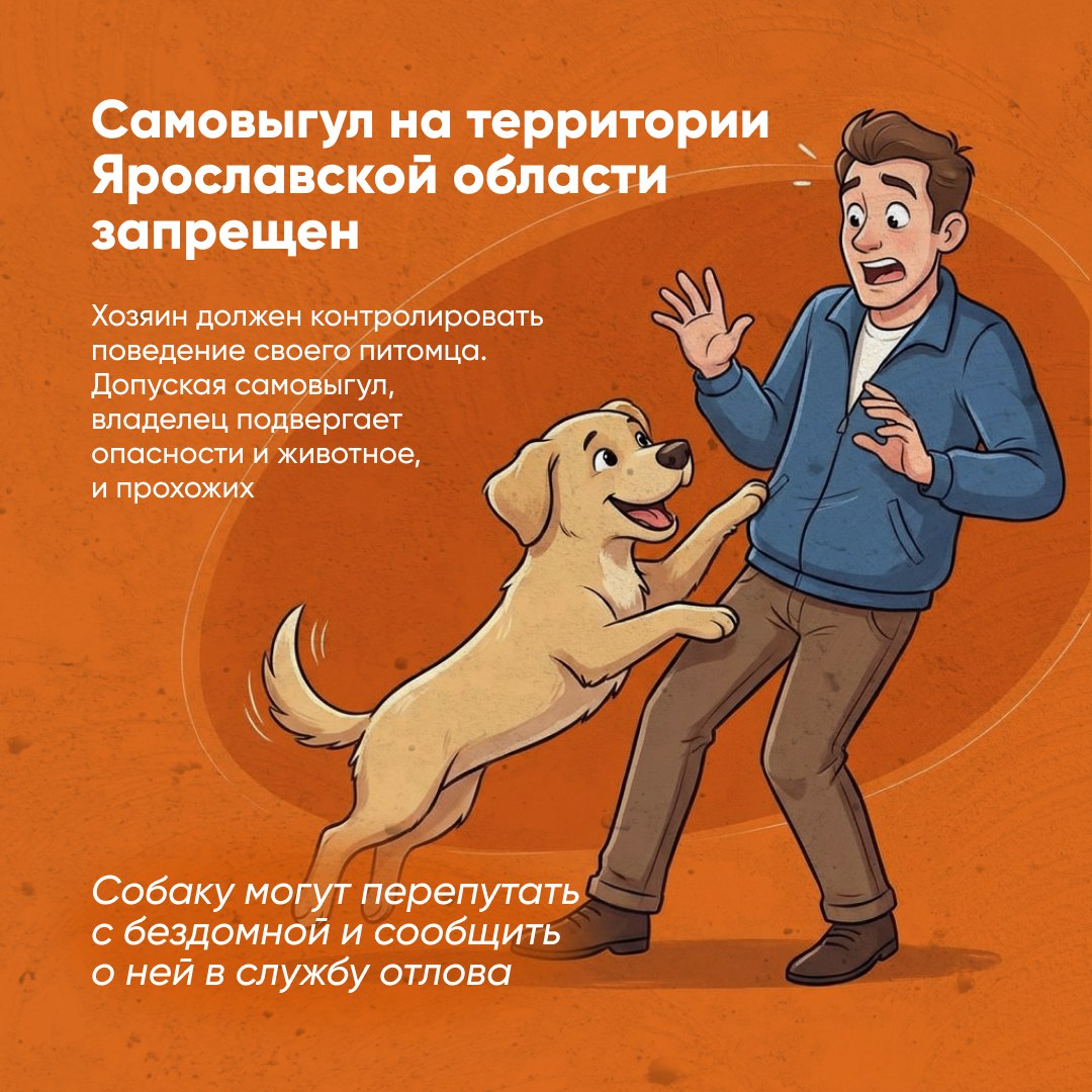 Собаку нужно выгуливать по правилам Собаку нужно выгуливать по правилам