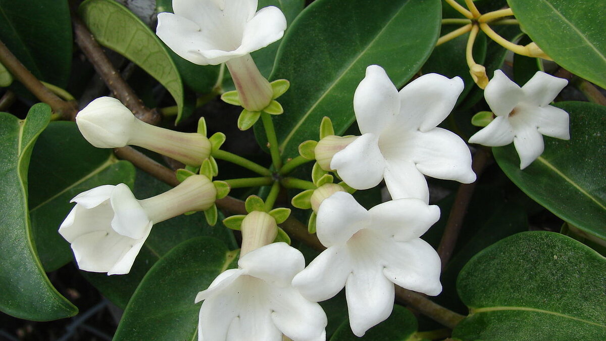 Как вернуть цветущую жизнь вашим комнатным растениям: простые советы