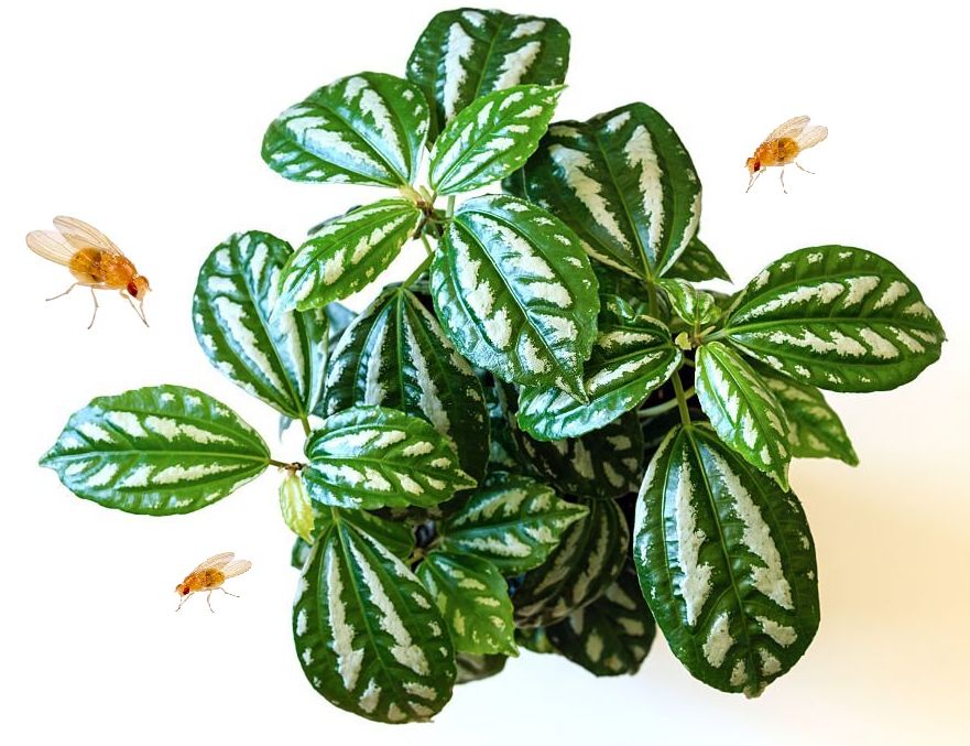 ��� ���������� �� ����� � ������: ����������� ������ � ������