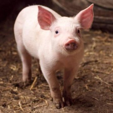 Как судьба поросят изменила жизнь старого дачника и его сына