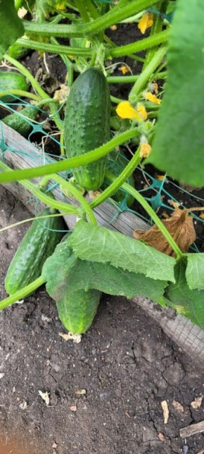 ������� �����: ������, ������� ���������� ������ � ������������