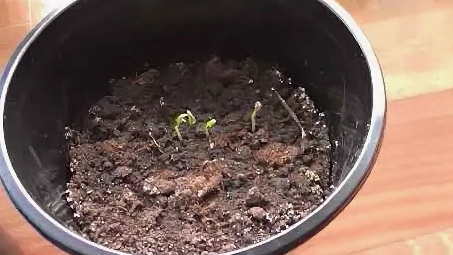 ��� ���������� �� ������� �� �������: ������� �������� �������