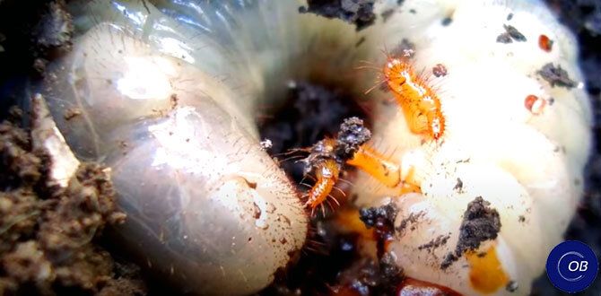 ������ � ���������� �����������: ��� ���������� �� �������� � ������� �������� ����