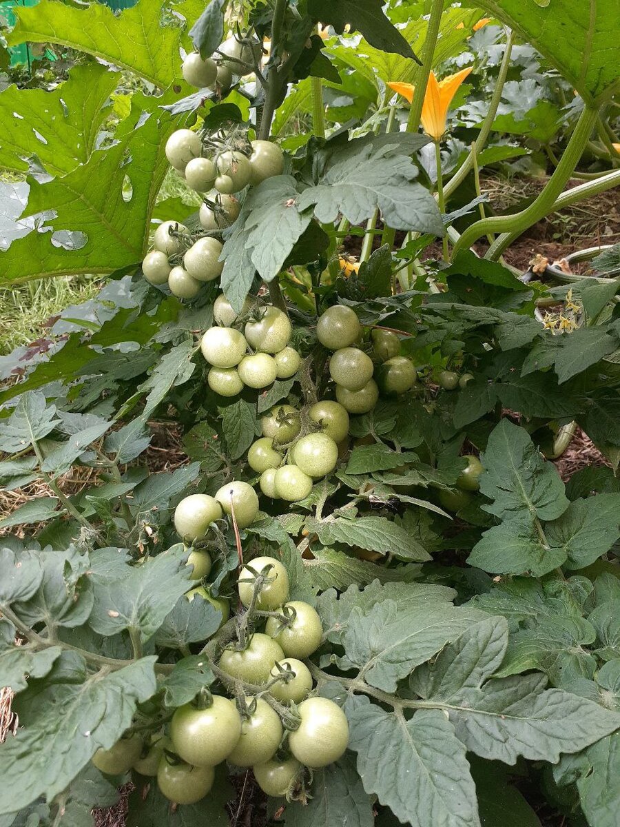 Эффективные методы борьбы с сорняками в огороде