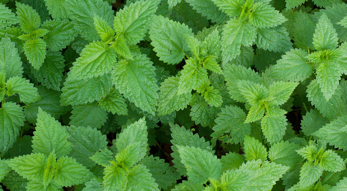 Как крапива влияет на кровь: знать важно