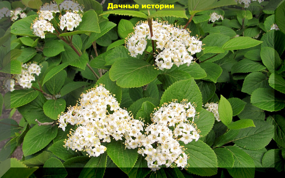 Декоративная калина: разнообразие видов для дачного вдохновения