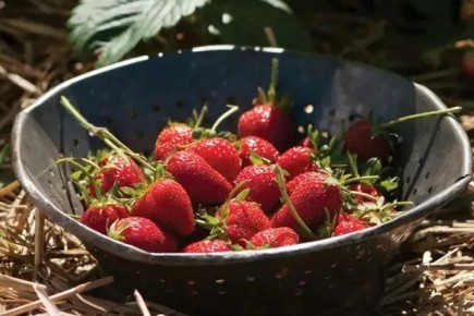 Ошибки при посадке клубники осенью: что стоит знать, чтобы избежать потерь урожая