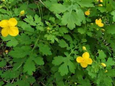 ��������: ����������� ������ � ������������� ����������