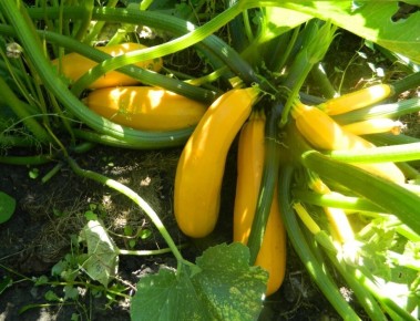 Как избежать гнили кабачков на грядке: основные проблемы и решения