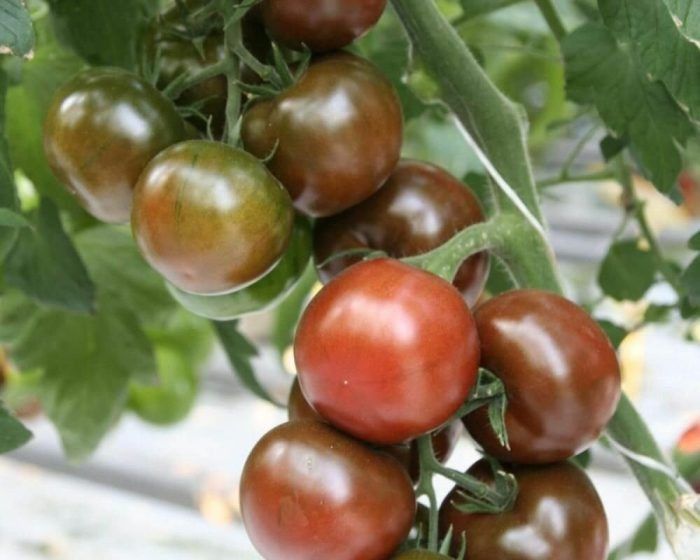 ����� ������: ������� ��������� ������ �� ������������� �����