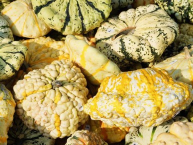 Уникальные овощи для вашего огорода: как удивить гостей