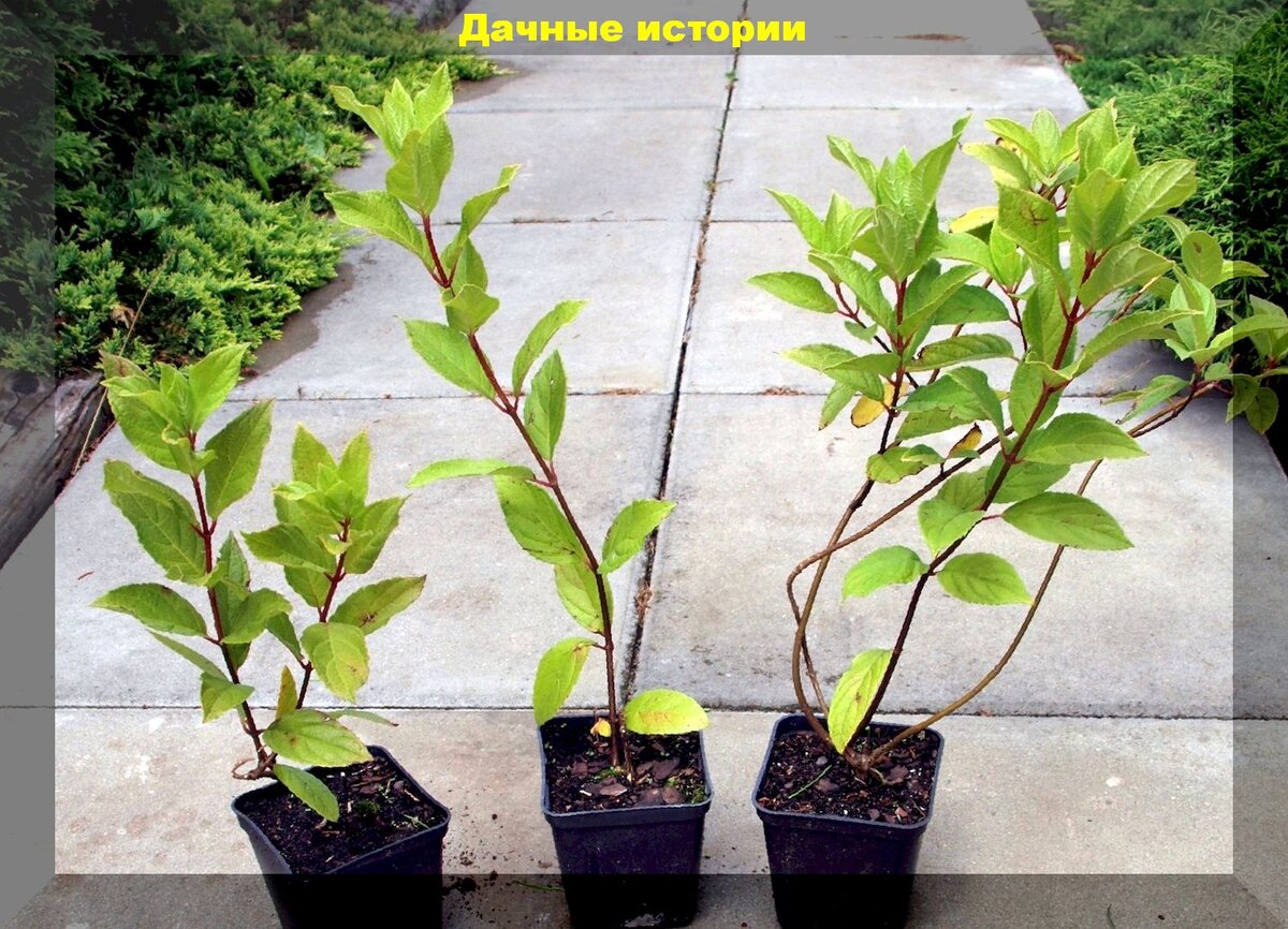 Как правильно посадить гортензию осенью: советы для садоводов