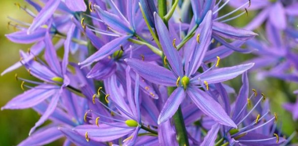 ��������: ������, ������� ������� ��� ���