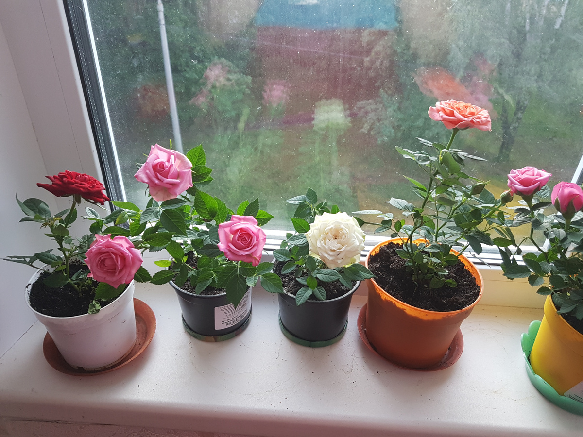 Комнатные розы: желаемое или реальность?