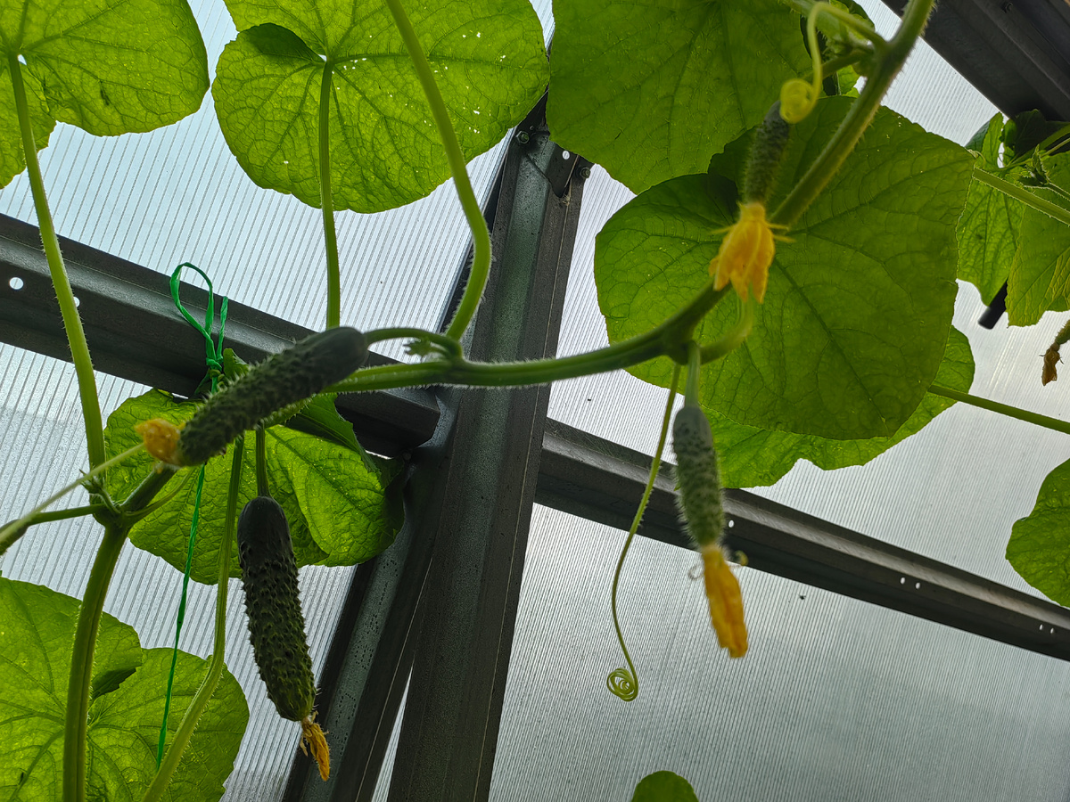 Урожай огурцов падает из-за «лишних листьев». Оставлять их нельзя