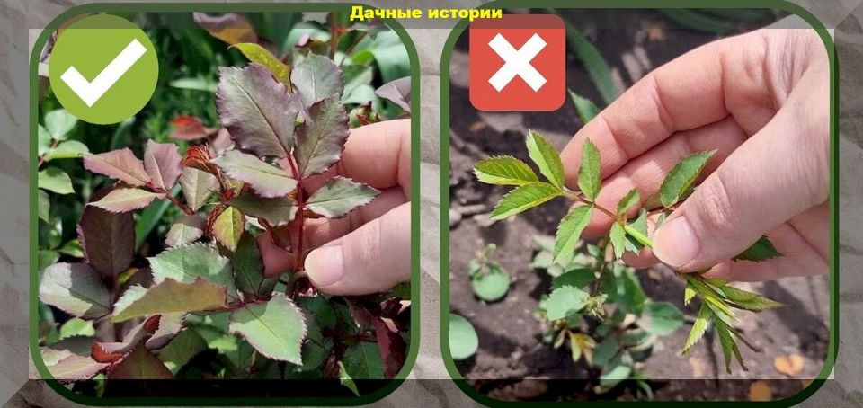 ��� ��������� ��������� ����: ������ ��� ���������� ��������