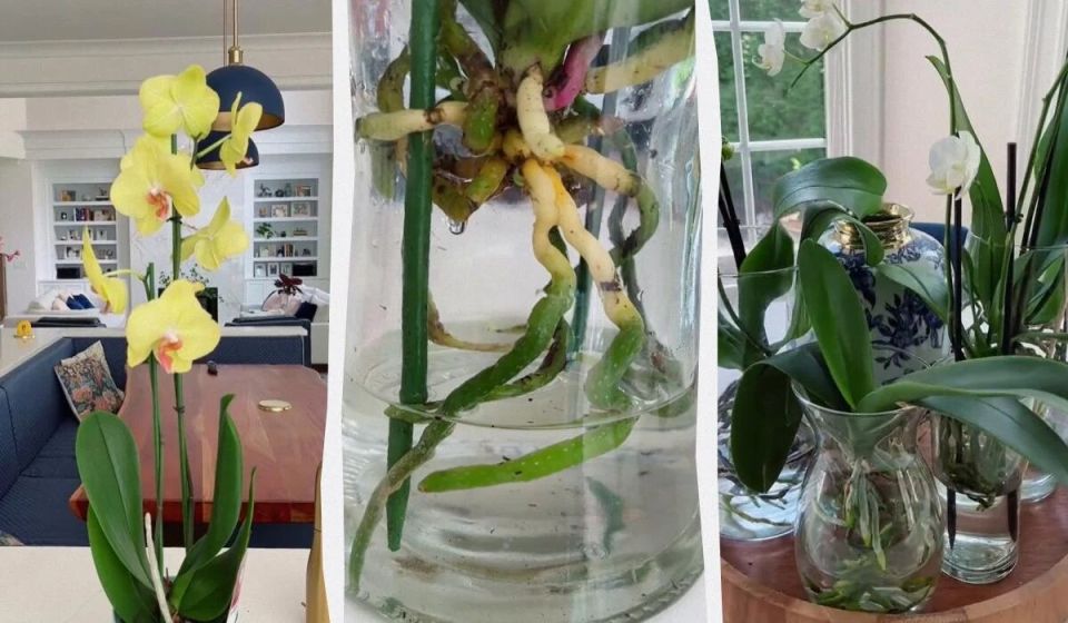 ��� ��������� ������� � ����: ������������ ����� ���������� ��������