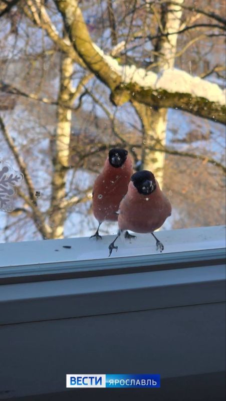 ������ ����, ���������!. �� ��������� ����������: