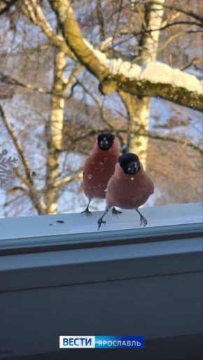 Доброе утро, ярославцы!. По прогнозам синоптиков: