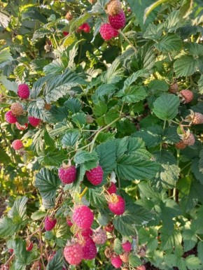 ��� ��������� �������� ������: ������� ��������� �������