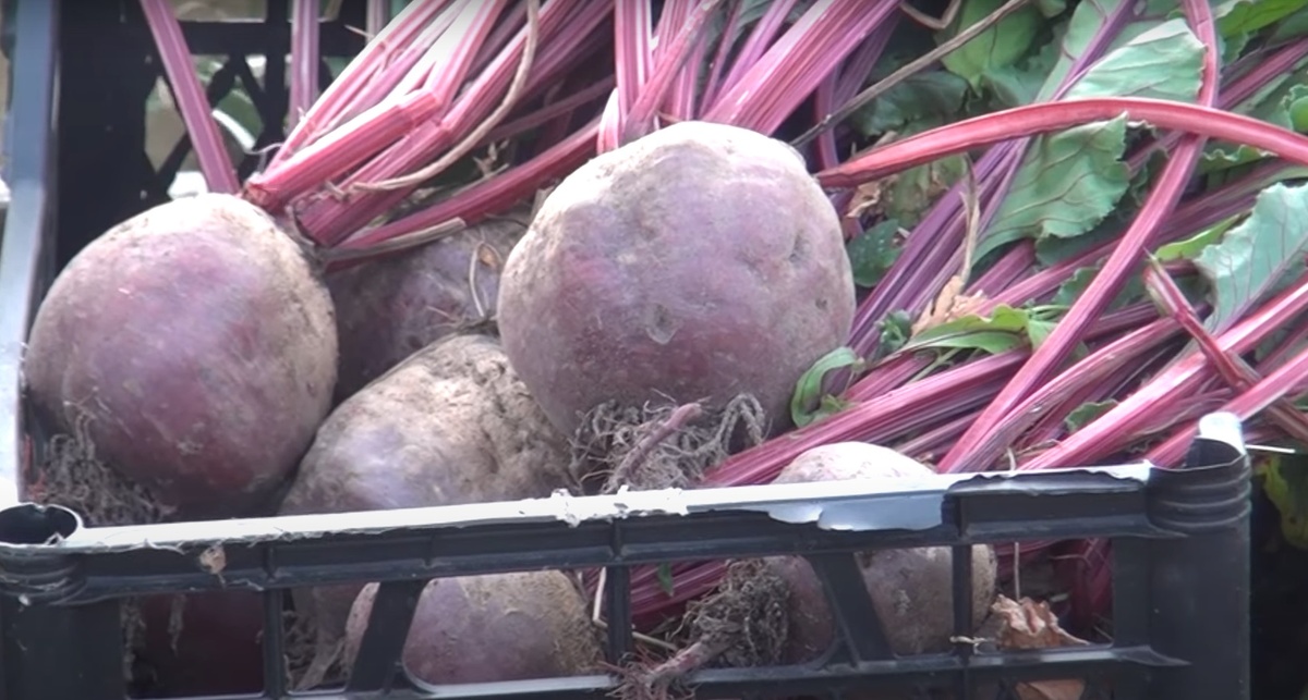 Продаем урожай с дачи: что можно, а что нельзя?