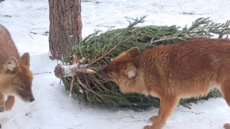 �� ��� ��������: � ����������� �������� ����������� ������� ��� ������� ������