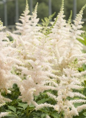 ��� ��������� ������ ��������: ������ ��� ���������