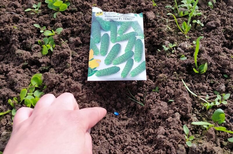 Бугорчатые огурцы для открытого грунта: выберите идеальные сорта