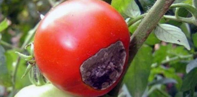 ��� �������� �������� �� ��������� �����: ������ � ������������