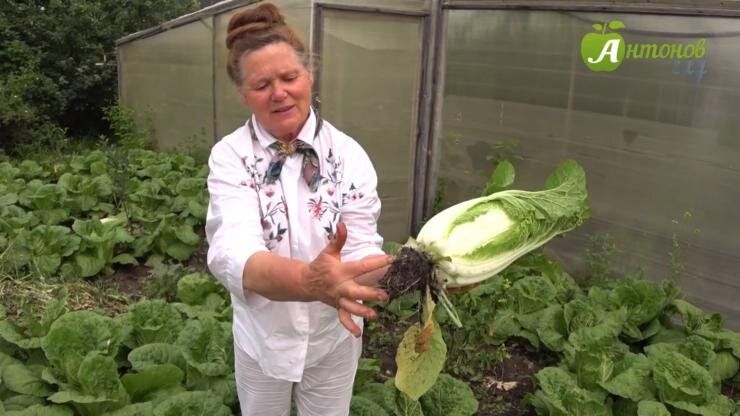 ��� ������������� �������� ��������� ������� � ��������� ������� ������