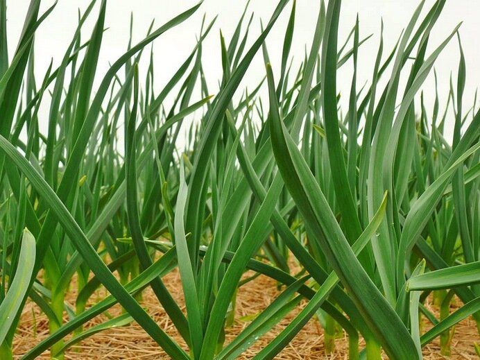 ������ ������ ������� ������� � ��� � ���� ������