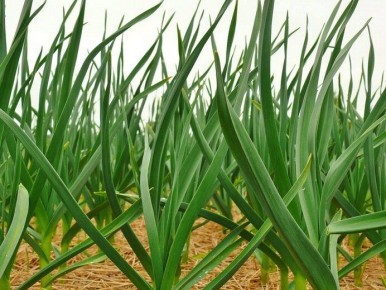 ������ ������ ������� ������� � ��� � ���� ������