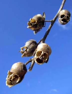 Необычные цветы, которые удивляют формами и историями