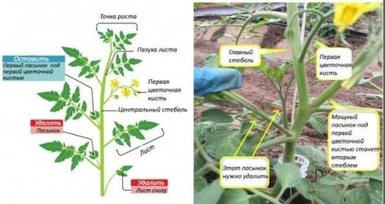 Паспорт успеха: как правильно пасынковать томаты для богатого урожая