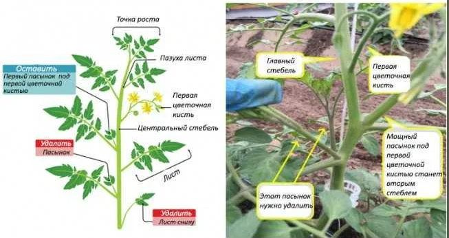 Паспорт успеха: как правильно пасынковать томаты для богатого урожая