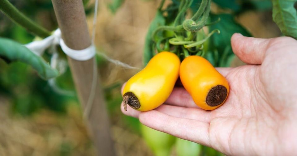 ��� ������� ������ �� ��������� �����