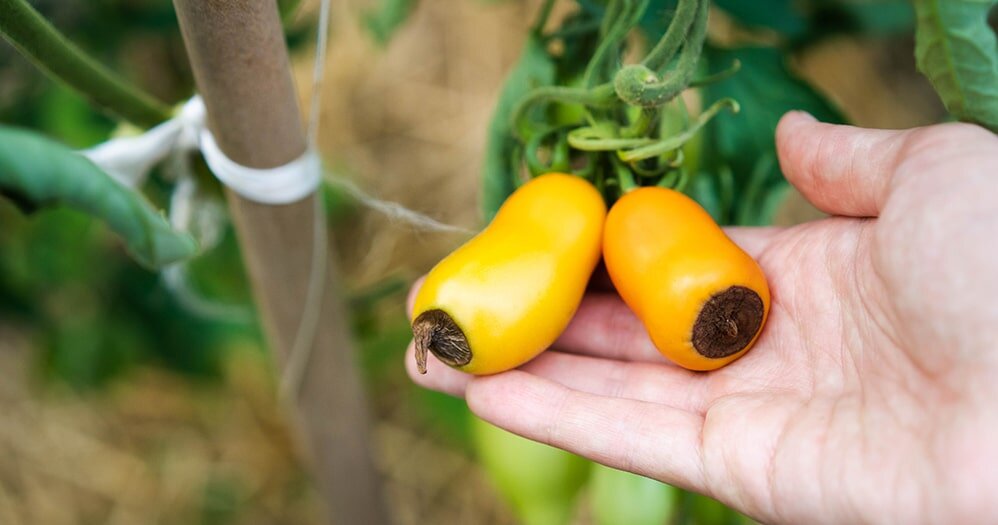 Как уберечь томаты от вершинной гнили