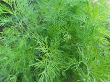 ������� ������� ������: ��� �������� ������������� ������ �� ����� �������