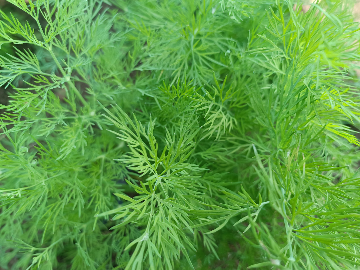 Секреты пышного укропа: как добиться великолепного урожая на вашем участке